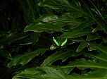 P52-2001-0518-1350-29EM.jpg