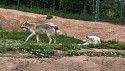 29_2025-06-22-1126-34-_IMG_0565.jpeg